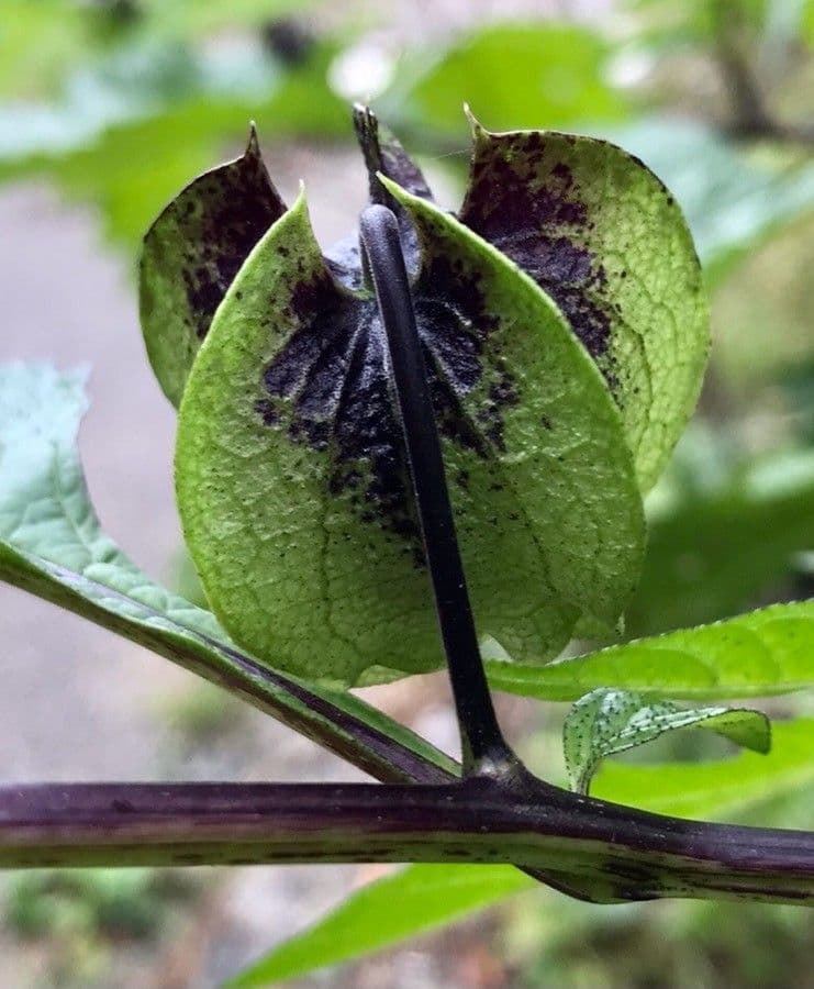 Nikandra miechunkowata 3