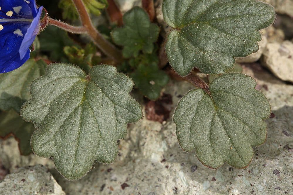 Charlottes Phacelia 16
