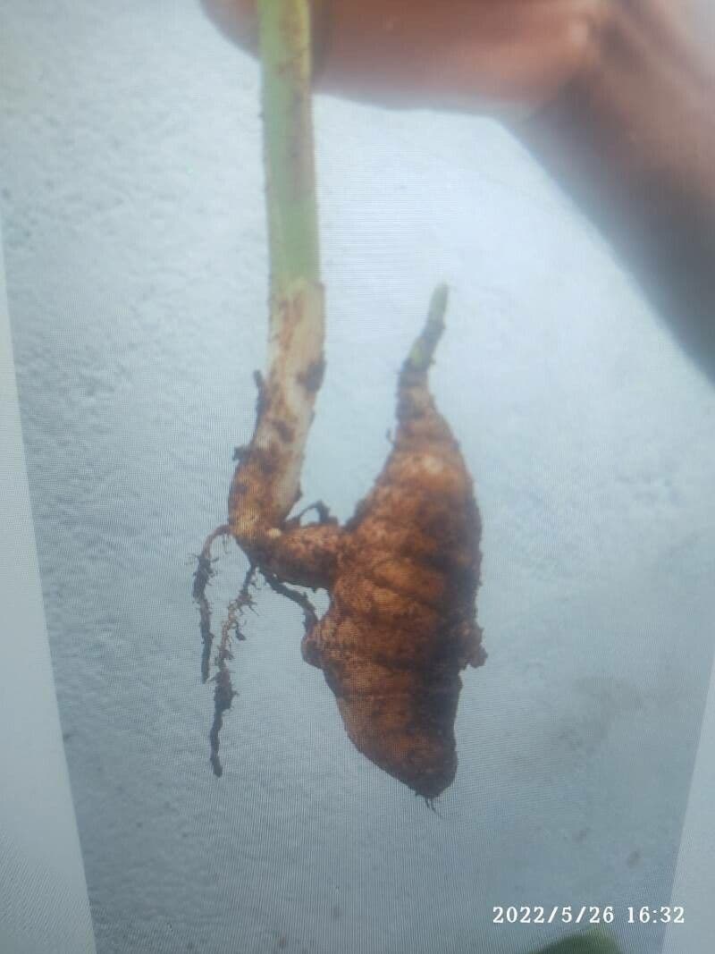 Curcuma 23