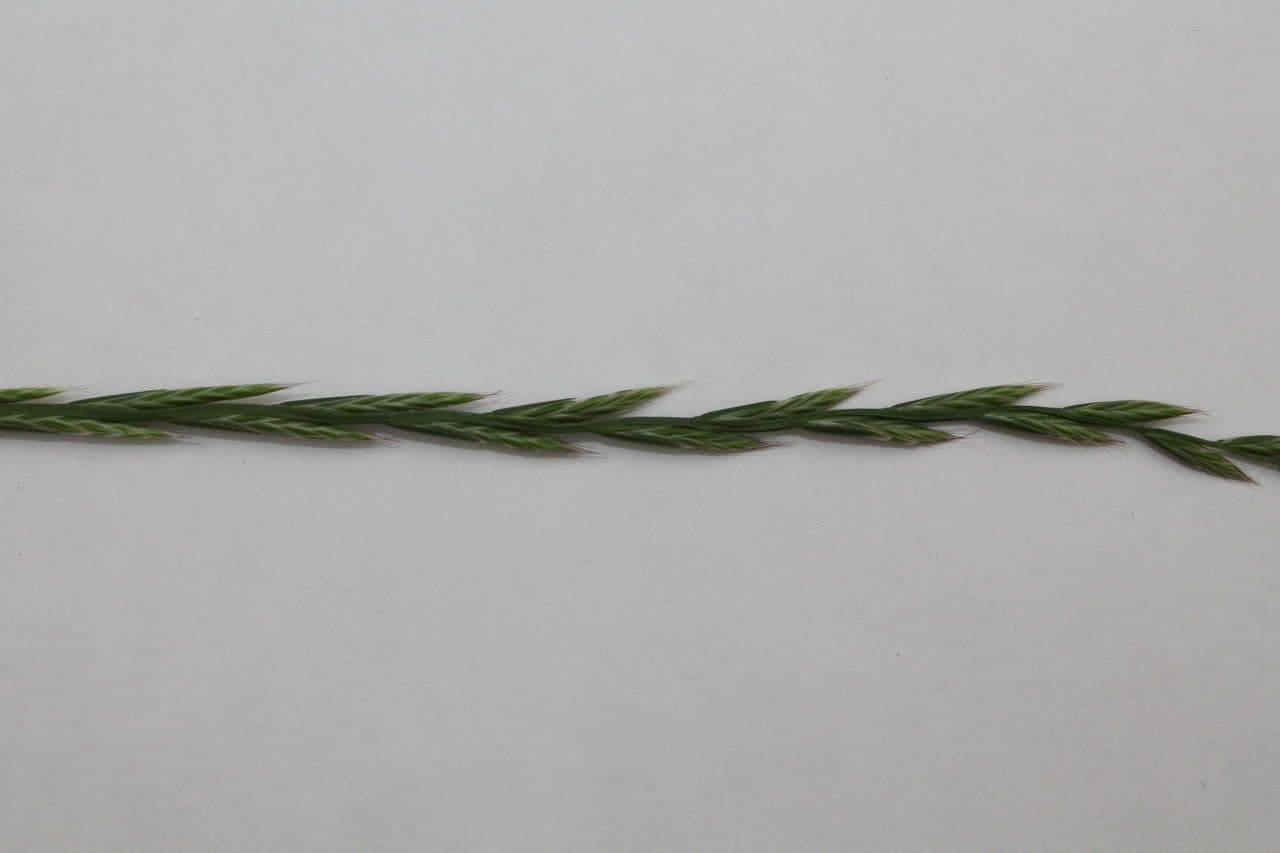 Jílek mnohokvětý 16