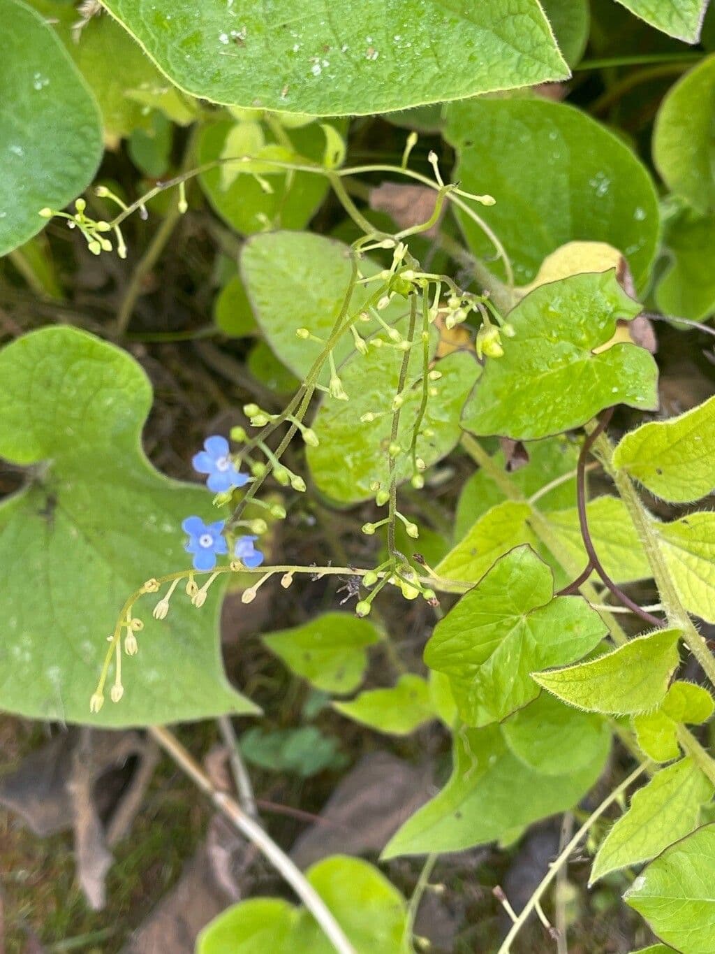 Buglossoide orientale 6