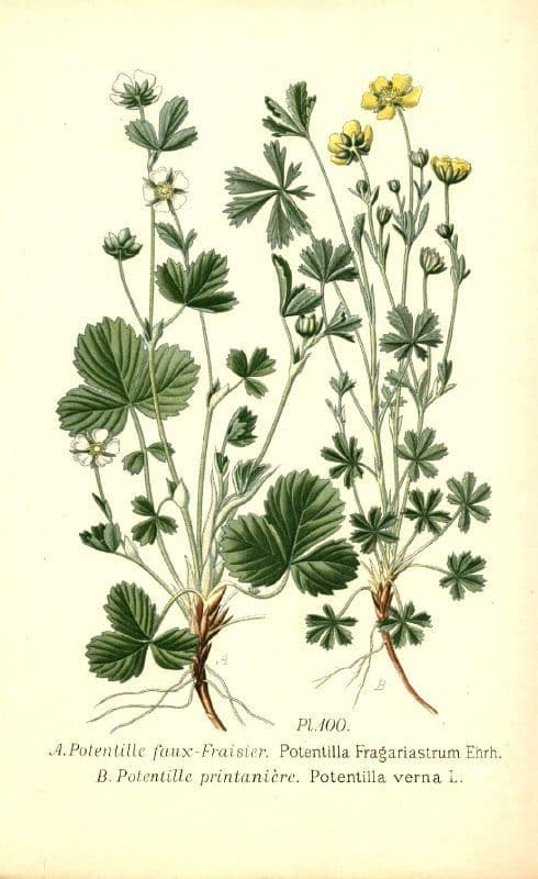 Cincoenrama de primavera 30