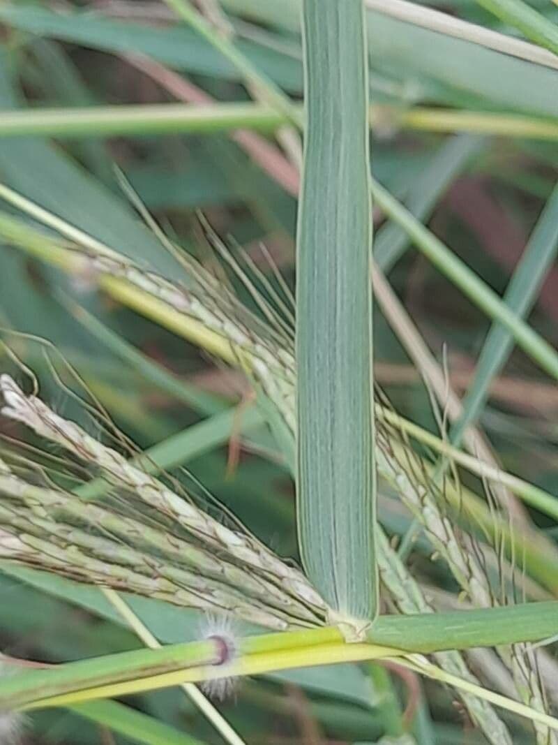 Dichanthium annulatum 15