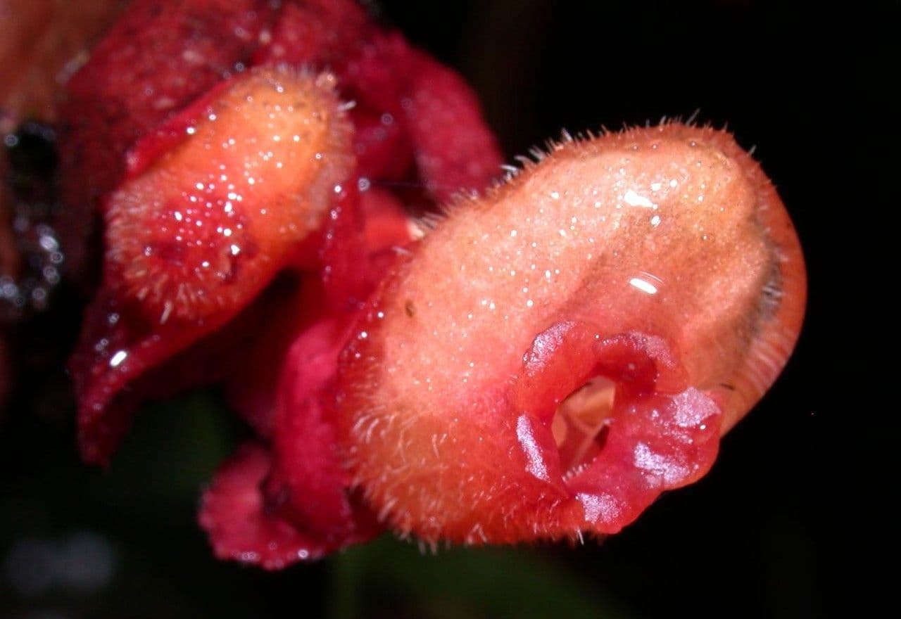 Drymonia coriacea