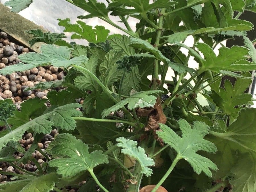 Geranium 2