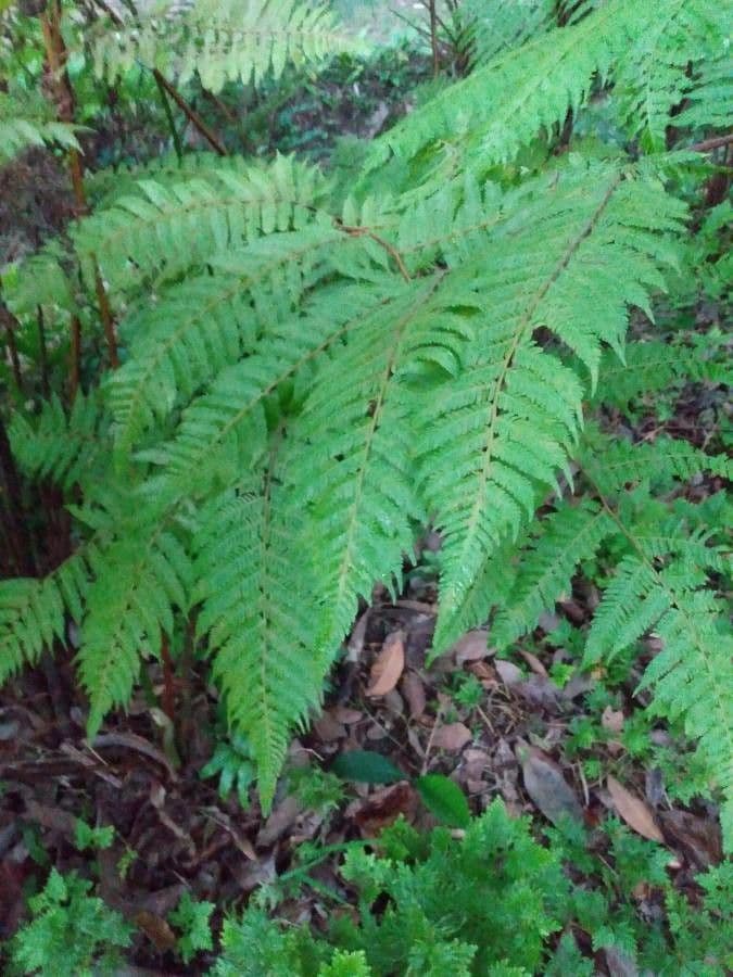 Cyathea microdonta 2
