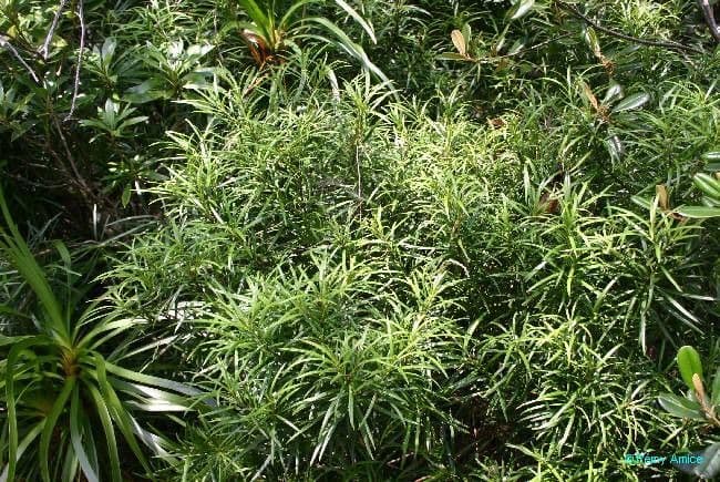 Podocarpus 11