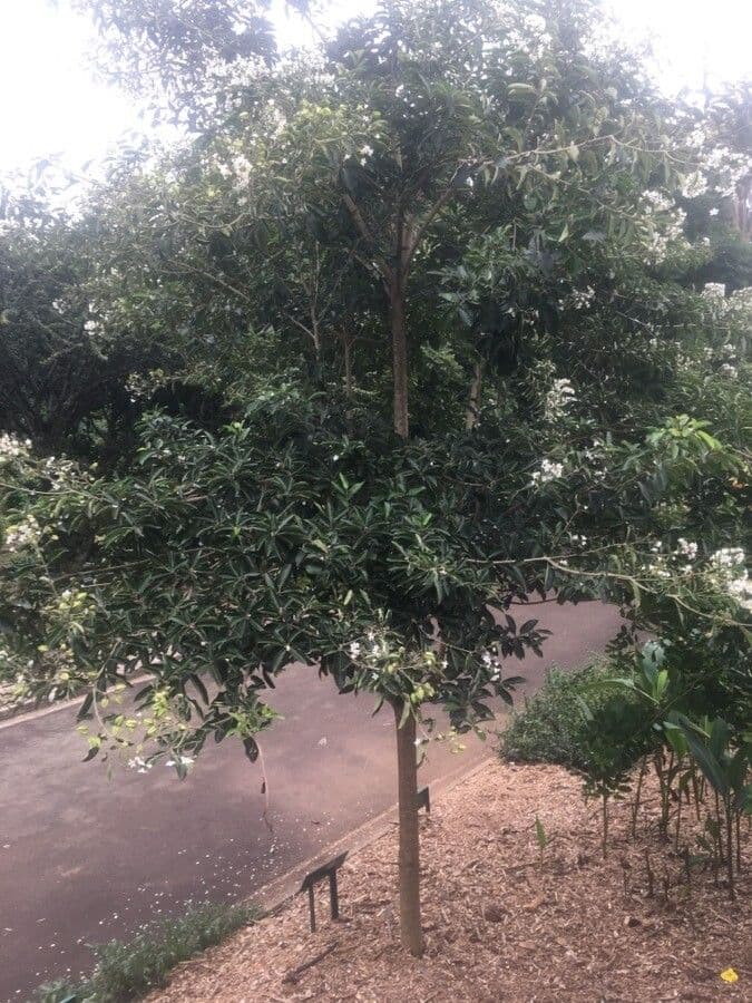 Cordia di Glaziov 6