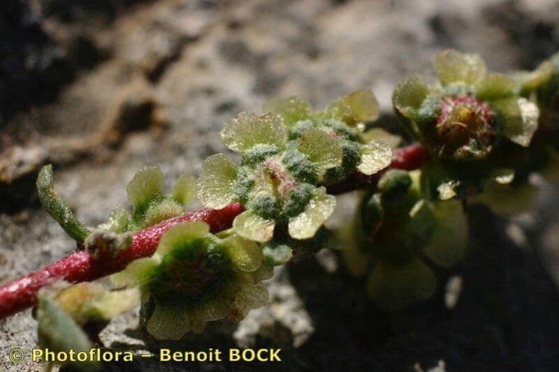 Bassia prostrata 3