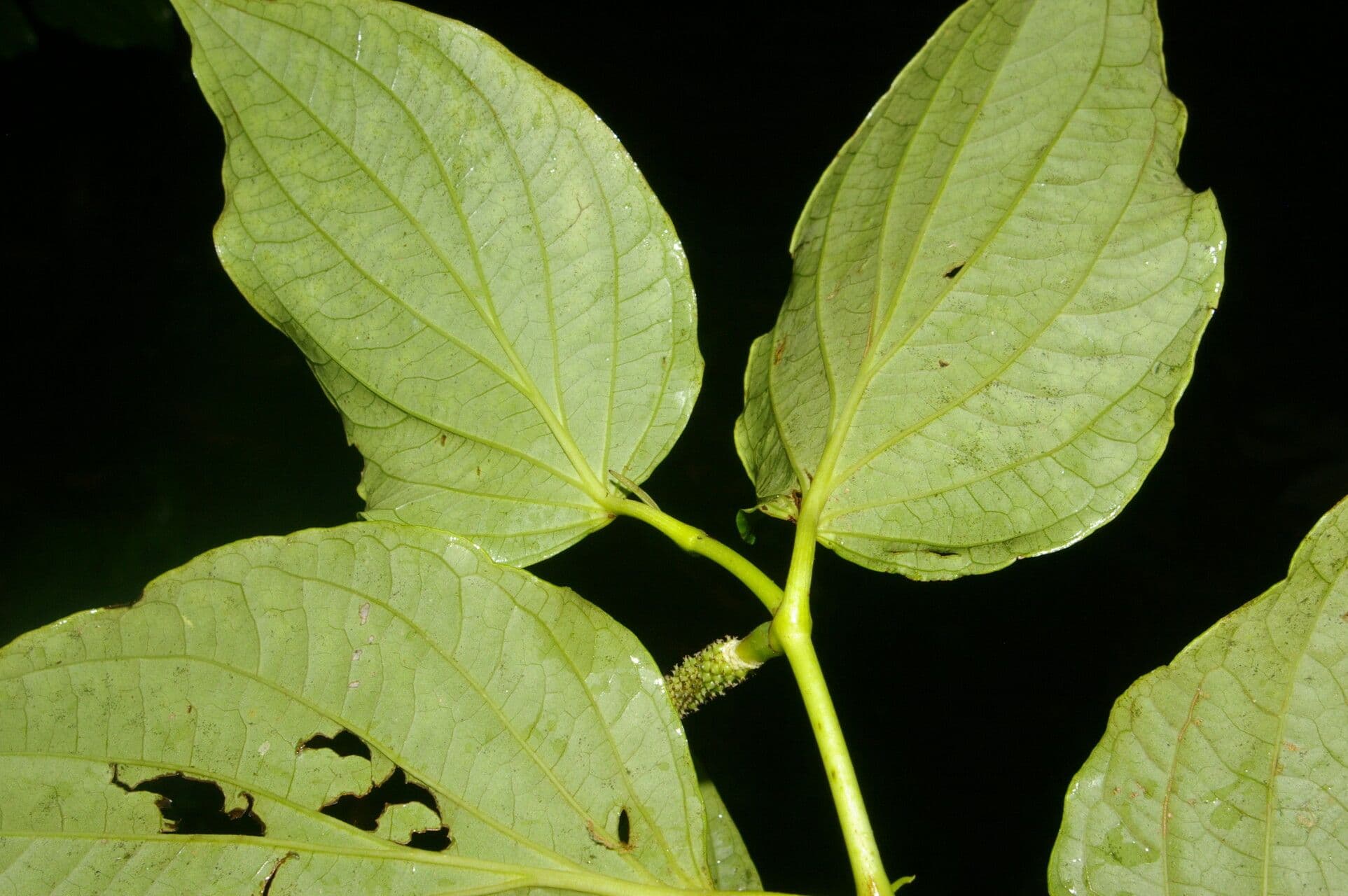 Dicknerviger Pfeffer 4