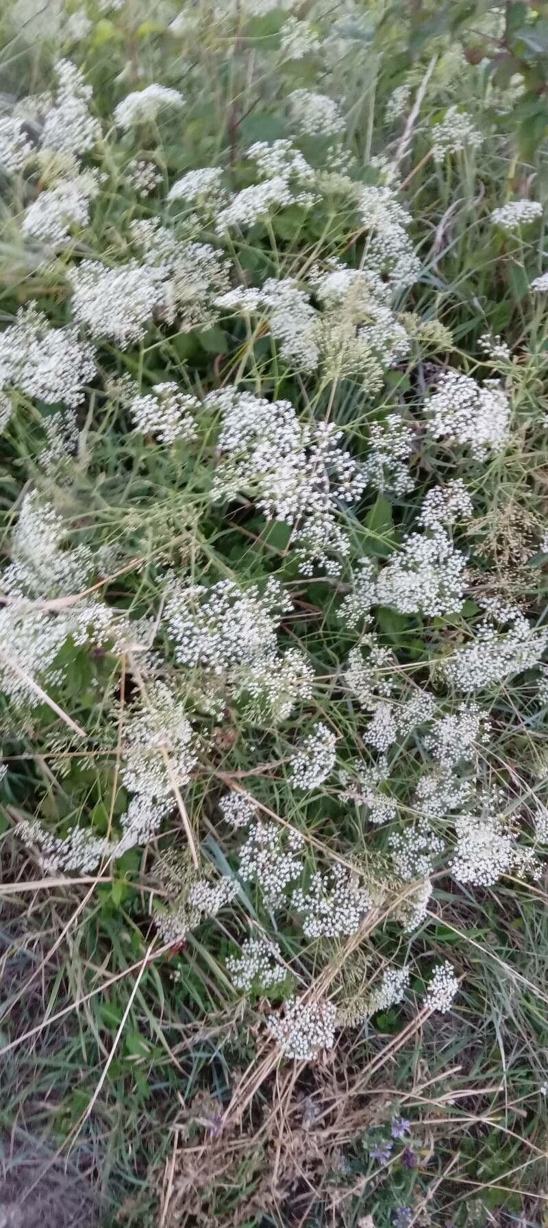 Falcaria 12