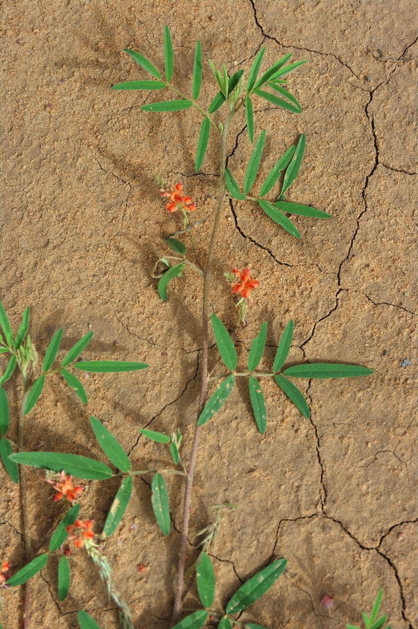 Indigofera 21
