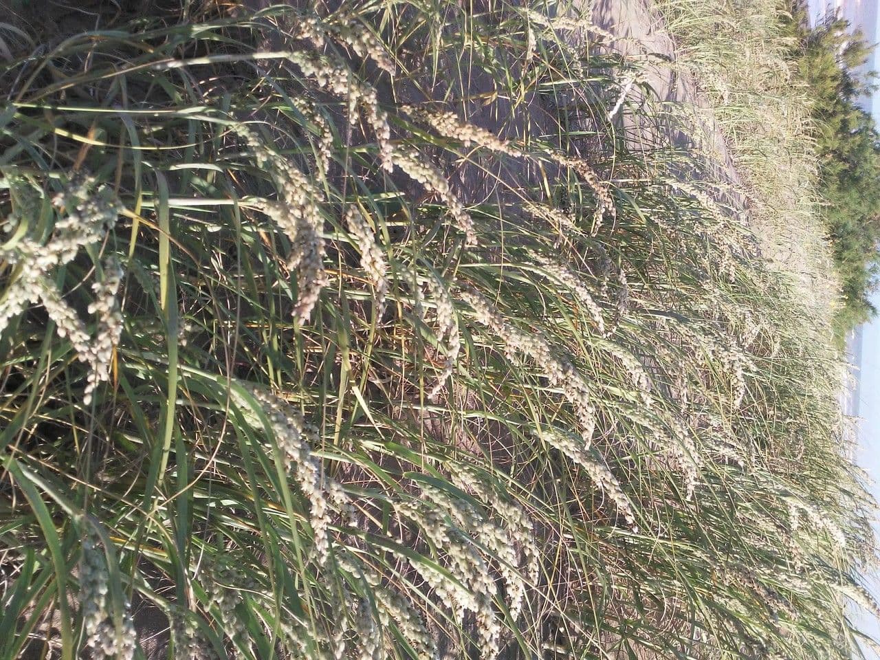 Panicum 2
