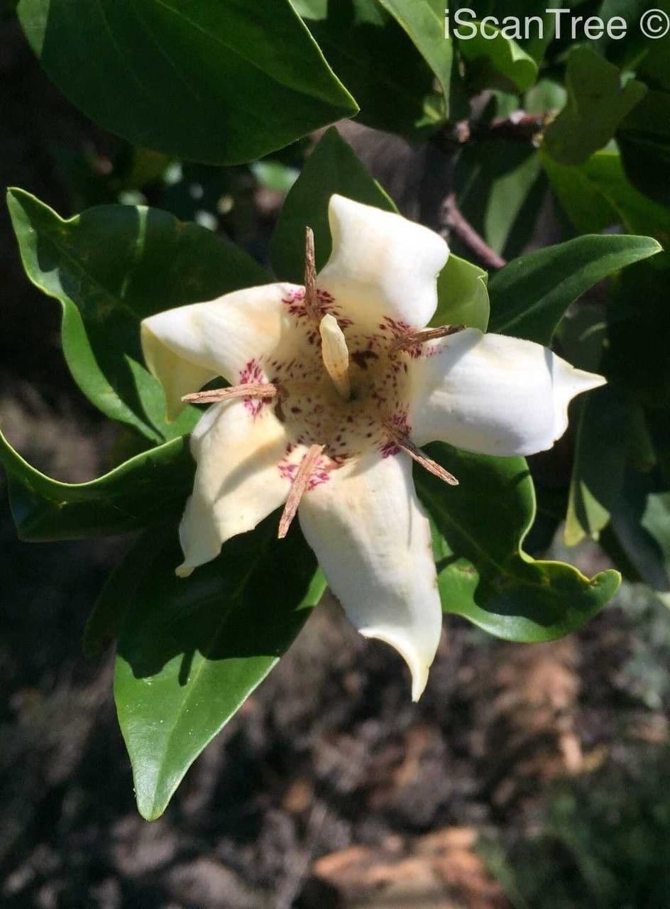 Gardenia del Capo 3
