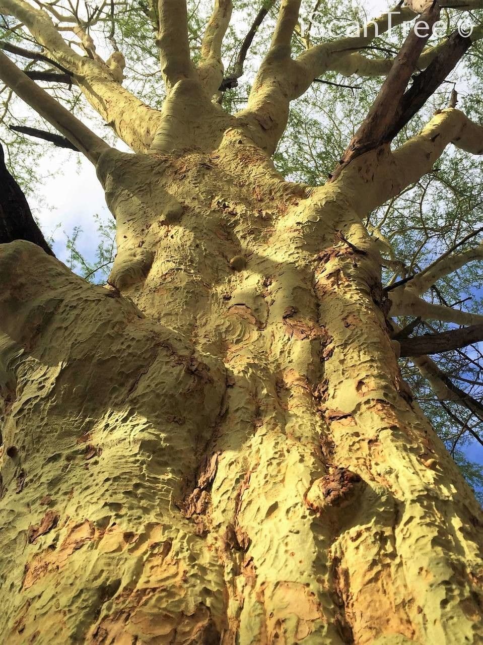 Acacia febrífuga 7