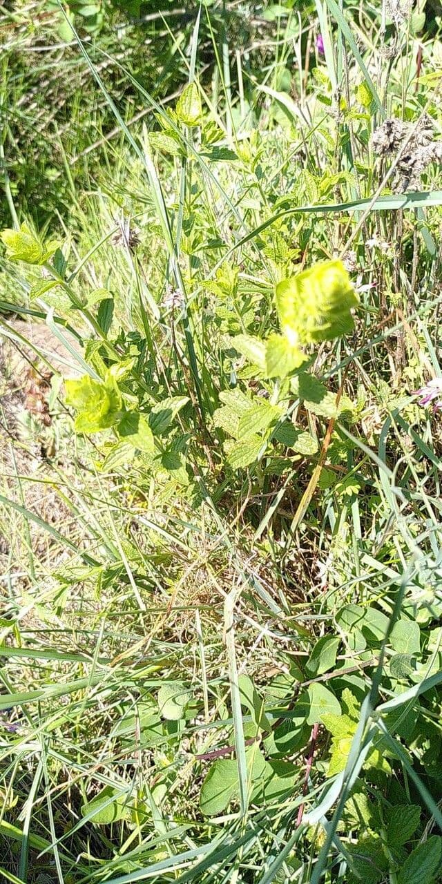 Sideritis 8