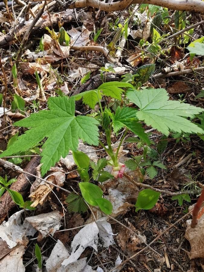 Ribes ghiandoloso