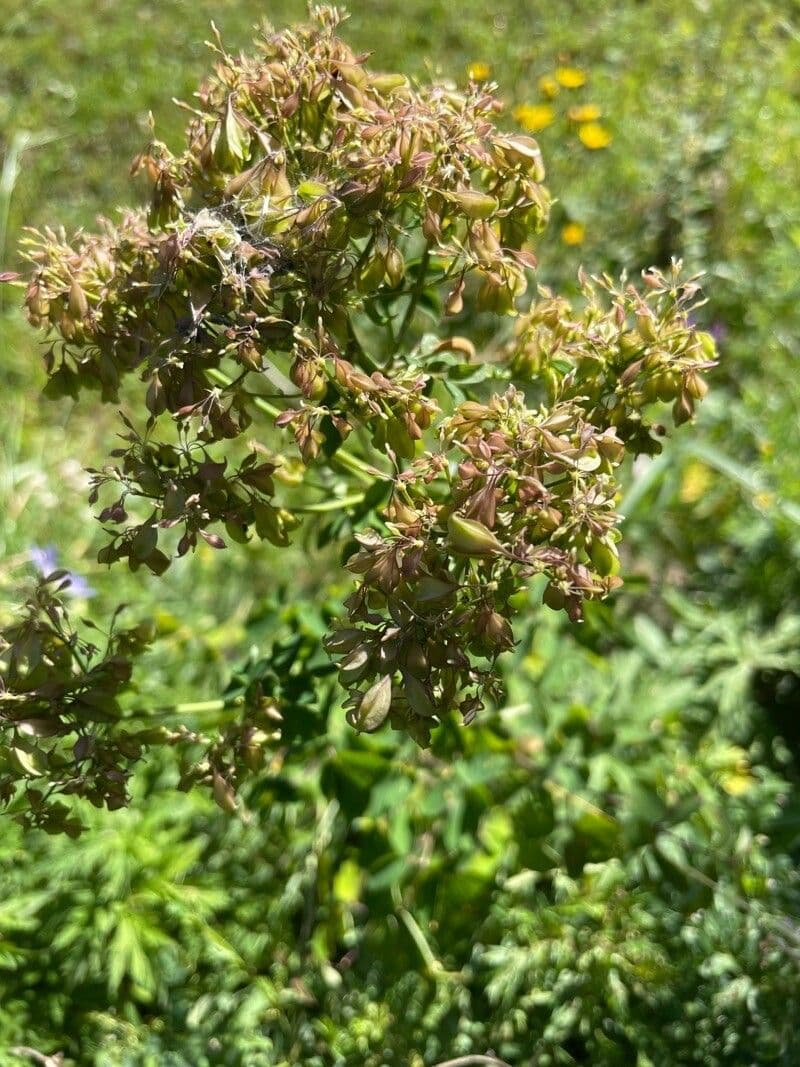 Akeleiblättrige Wiesenraute 3