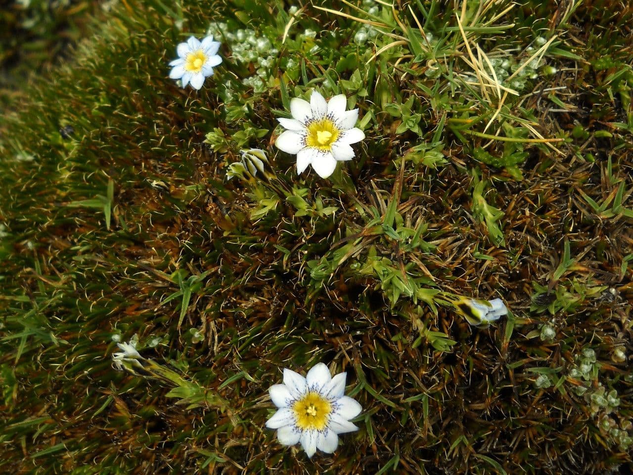 Genziana sedifolia 10
