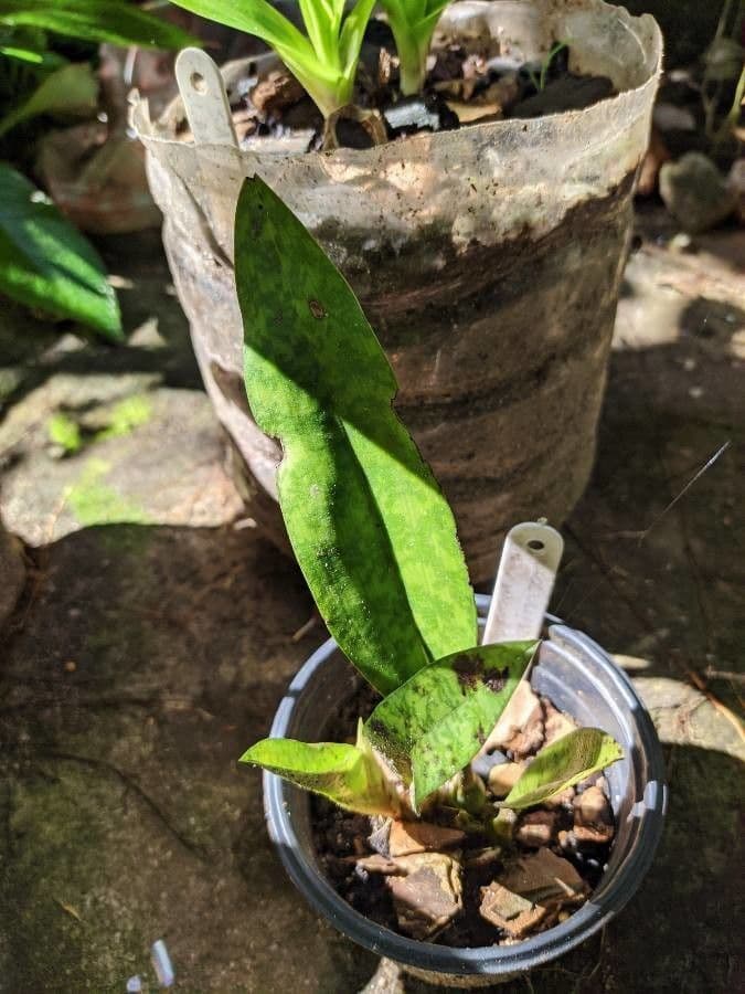 Orchidea monaca 17