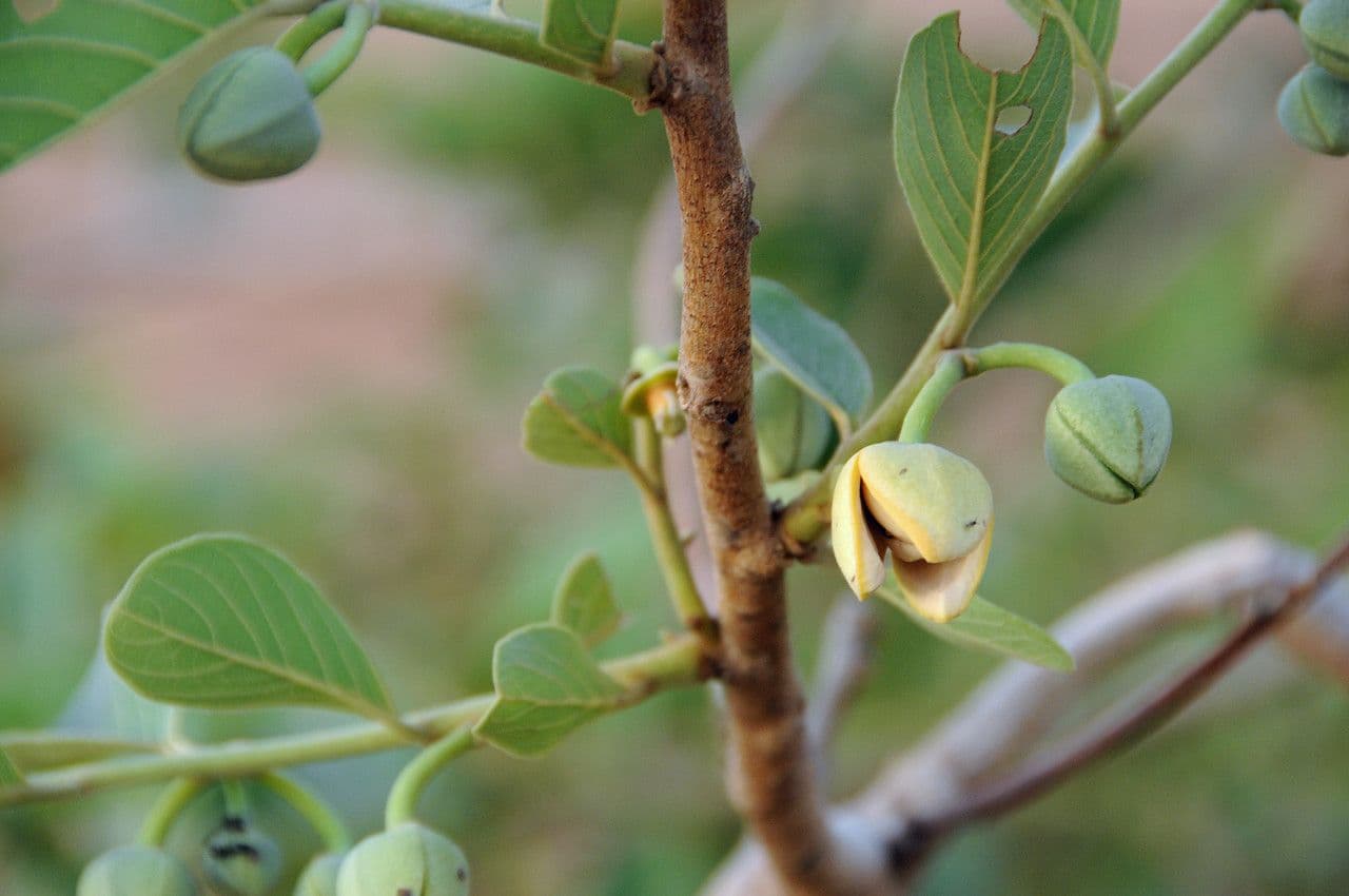 Annona senegalensis 16