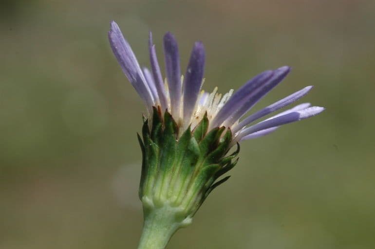 Oreostemma 2