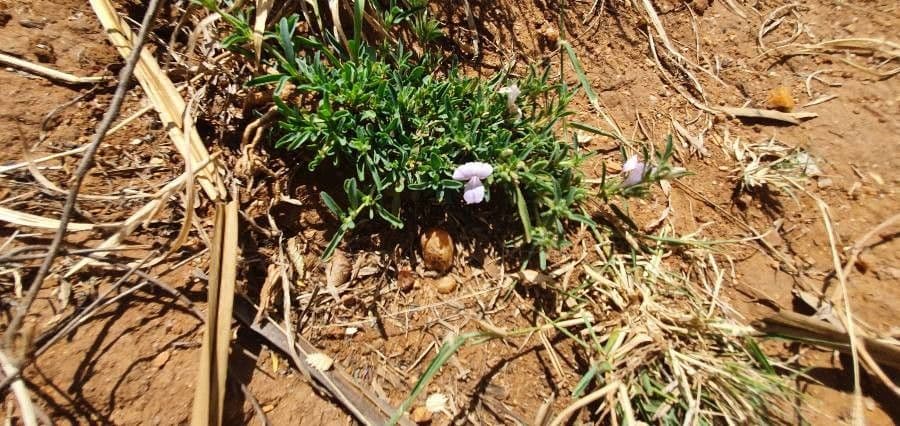 Barleria argentea 11