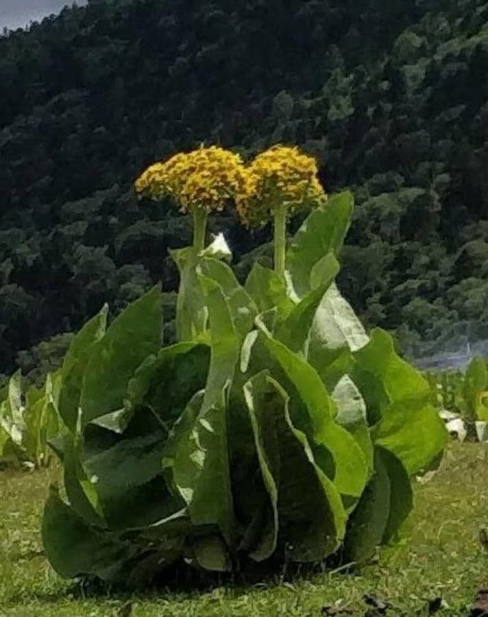 Ligularia 2