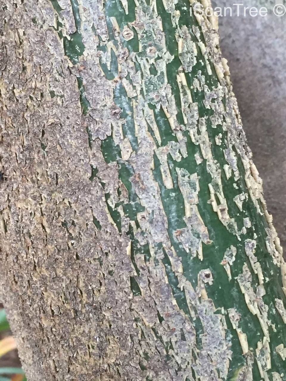 Myrrhenstrauch 5