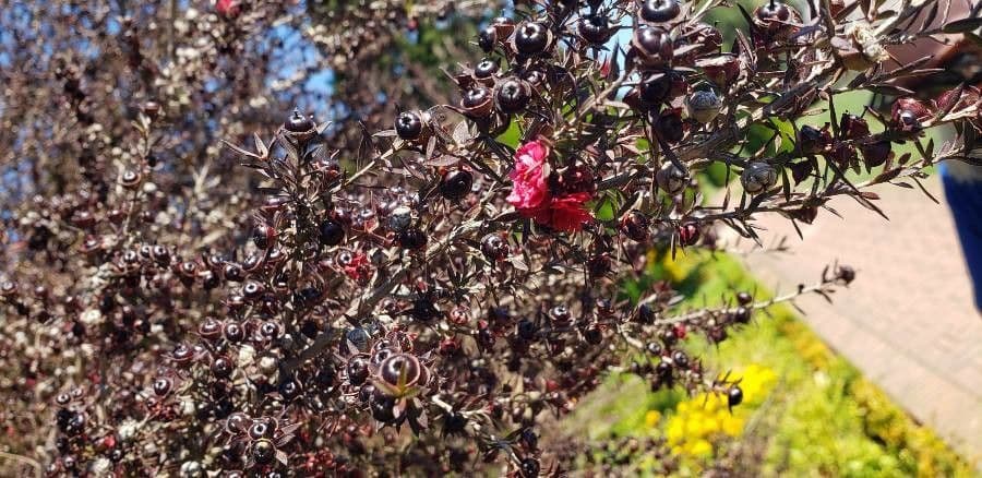 Manuka 2