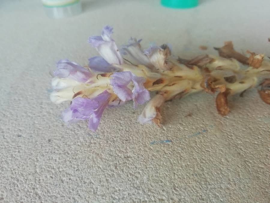 Australian broomrape 4