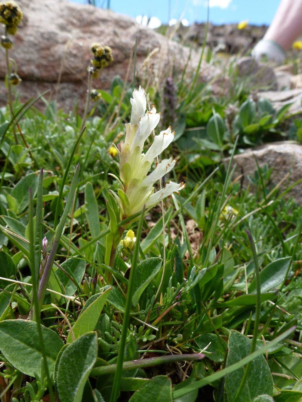 Chionophila 4