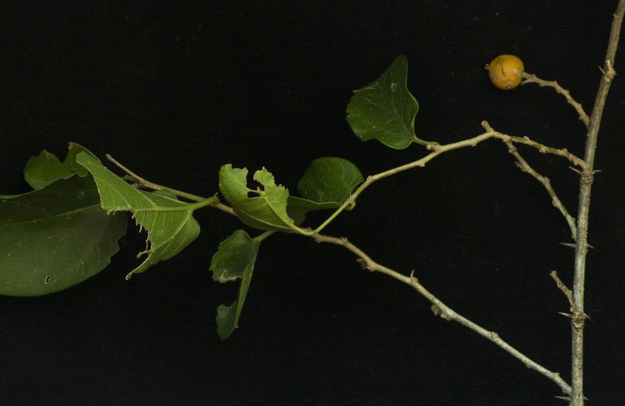 Celtis iguanaea 7