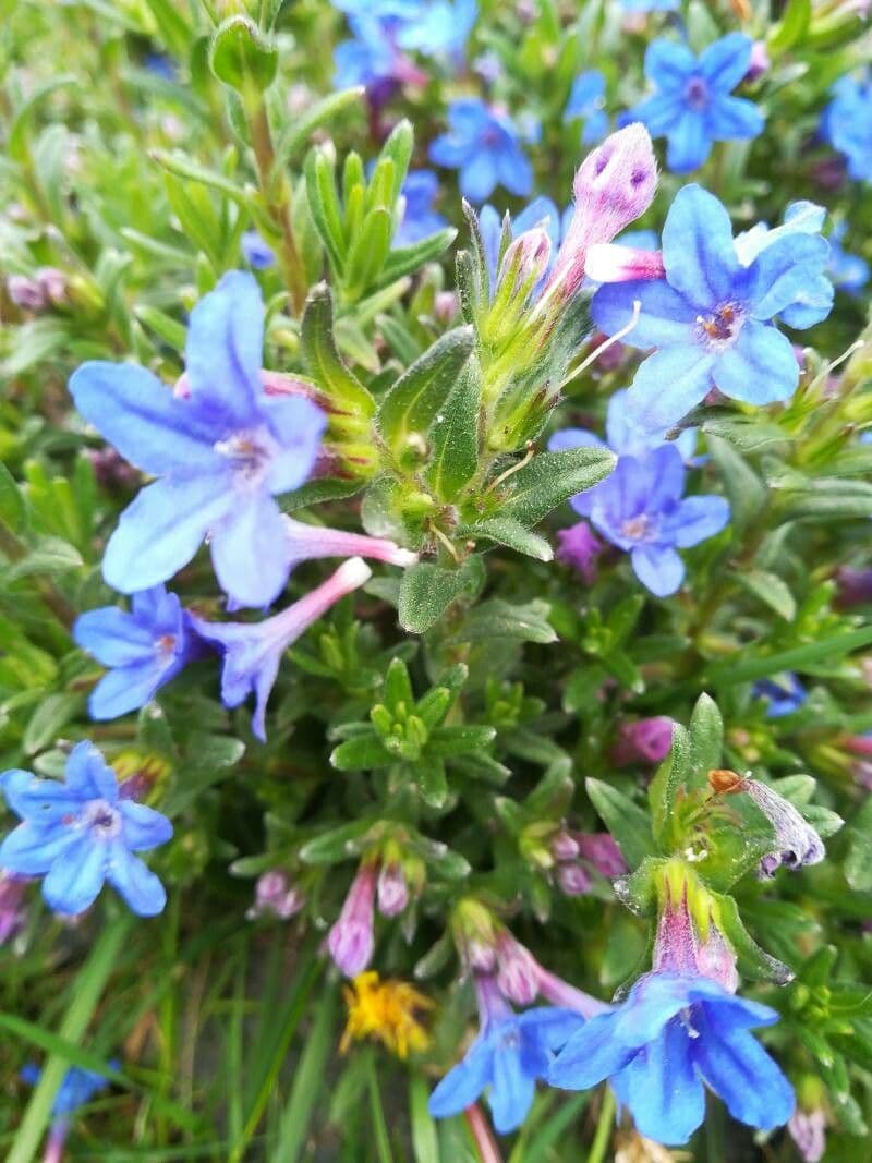 Glandora diffusa