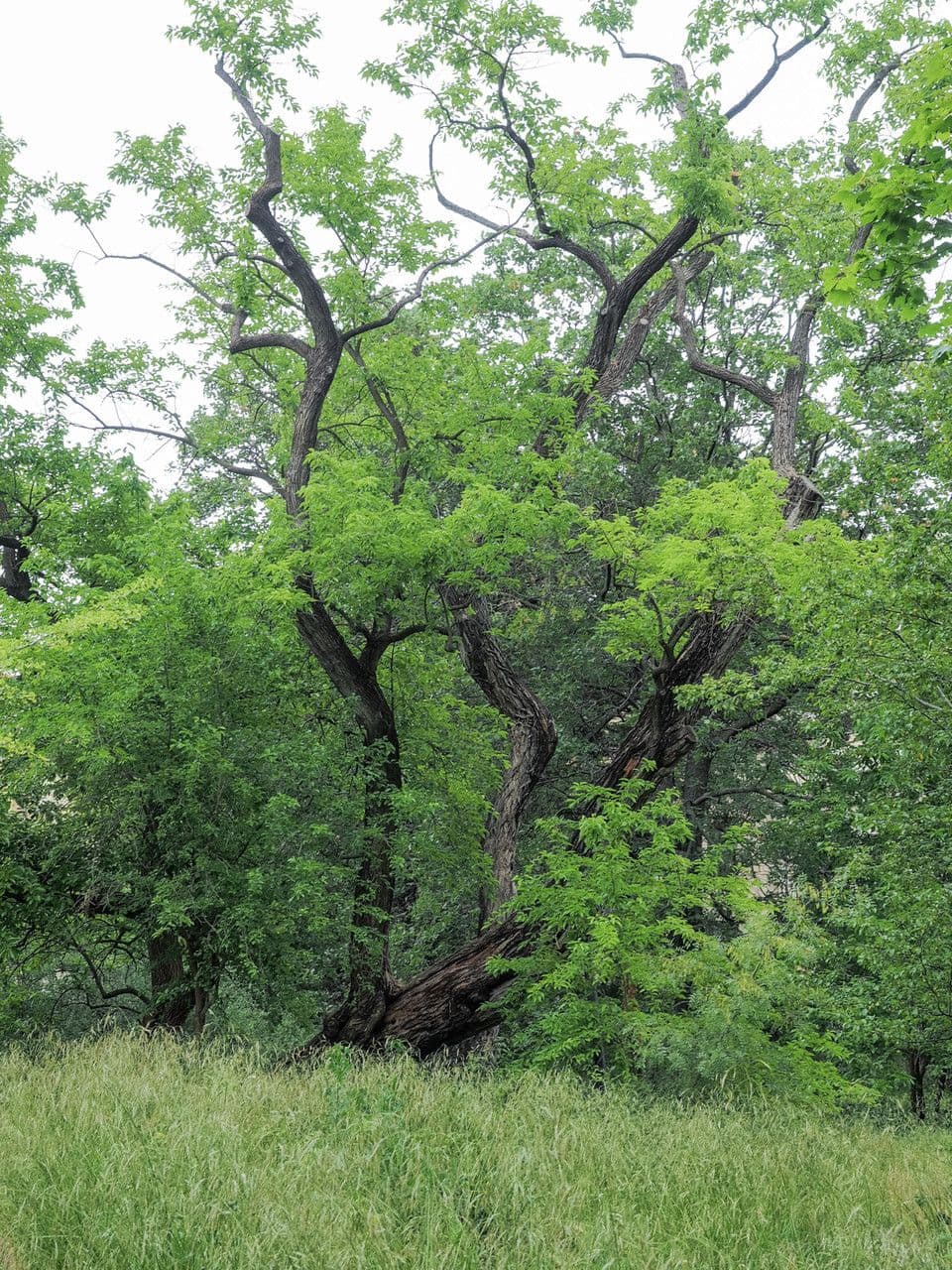 Osagedorn 13