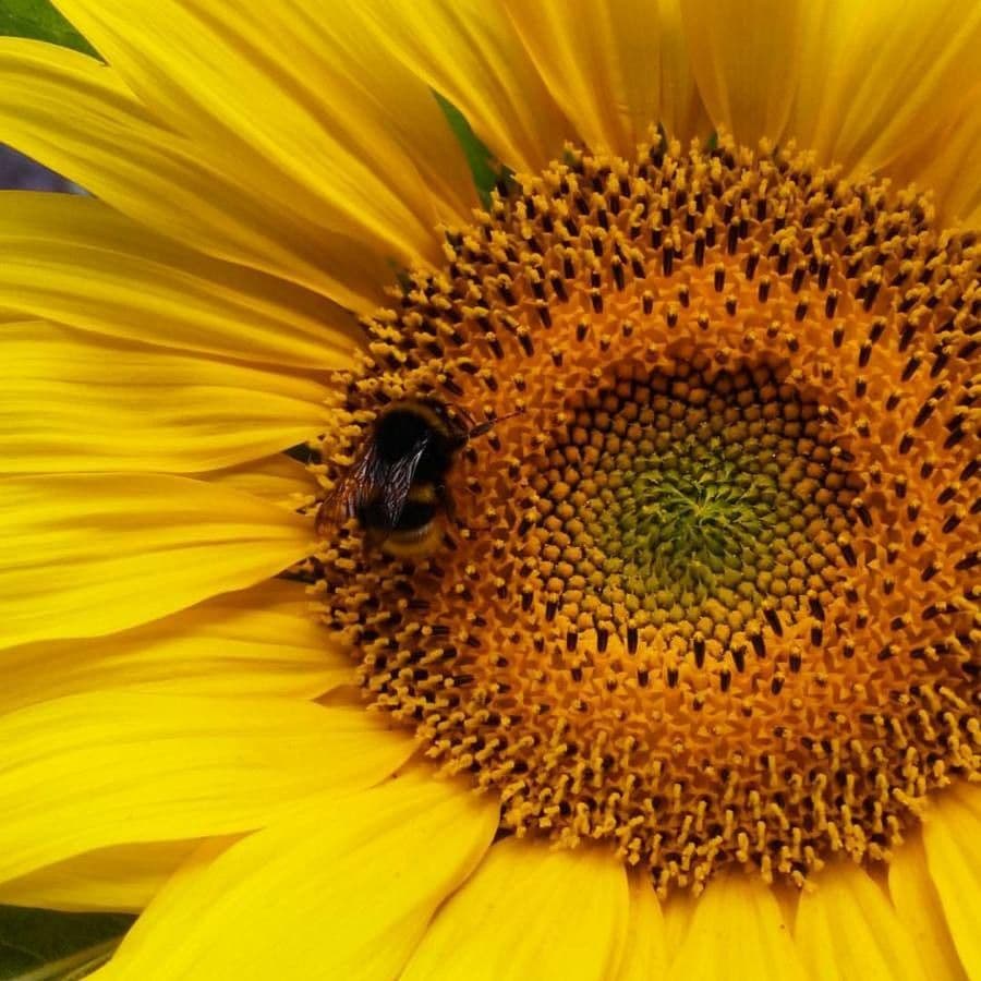 Tournesol géant 4
