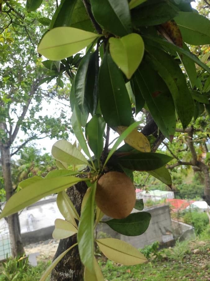 Mamey 5