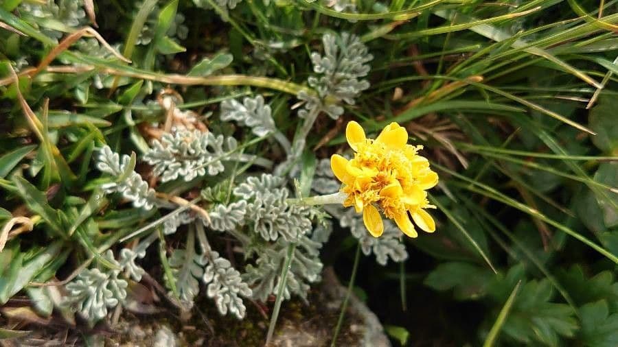 Senecio grigio 19