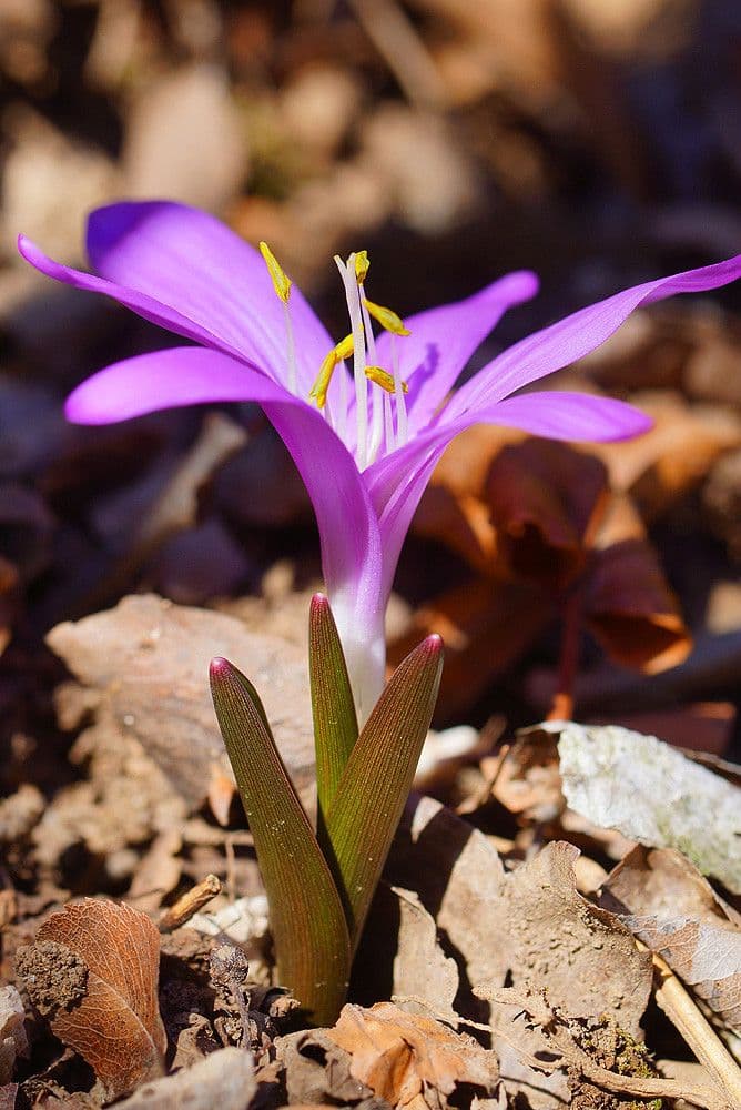 Frühlingsknotenblume 9