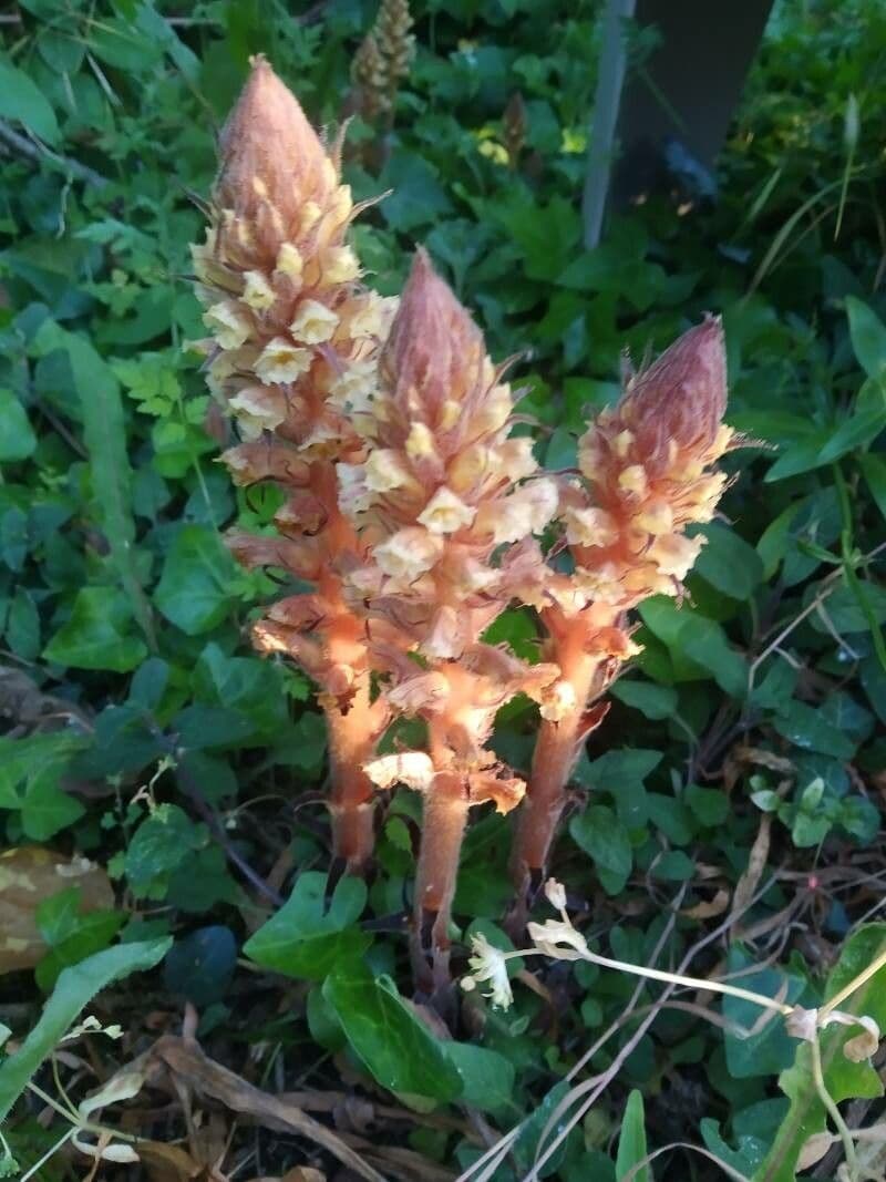 Rafio a fiori gialli 14