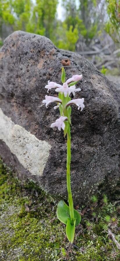 Satyrium 7