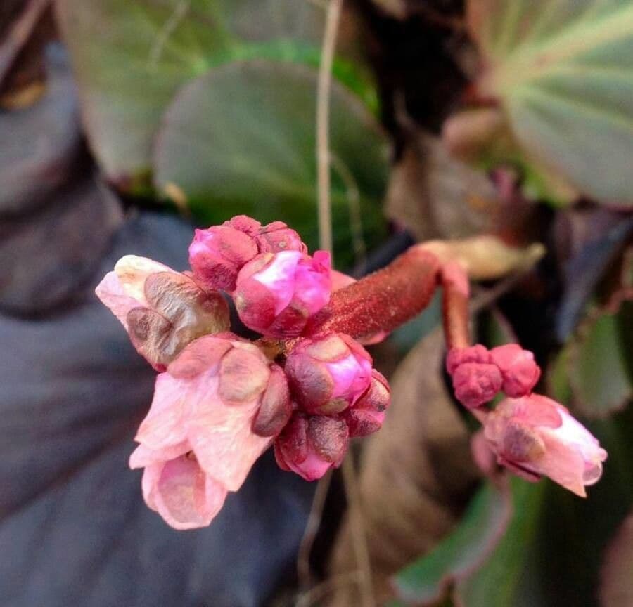 Bergenia cordifolia 28