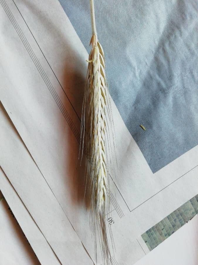 Orzo 24