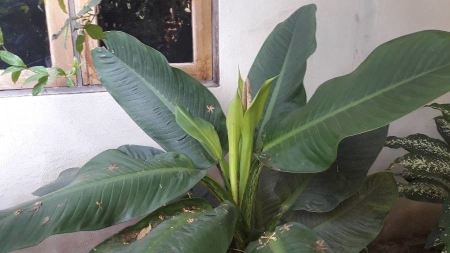Dieffenbachia 12