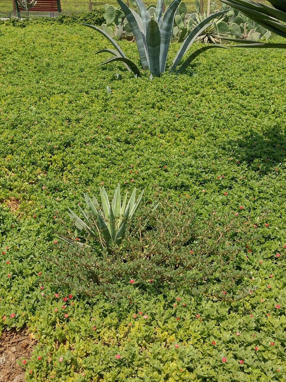 Carpobrotus chilensis 8