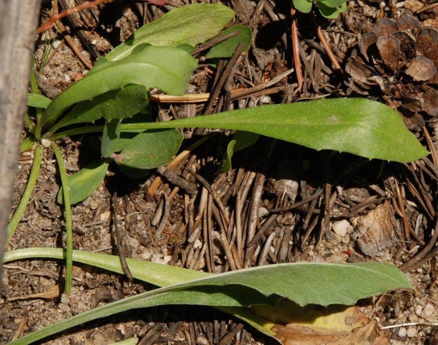 Senecio 6