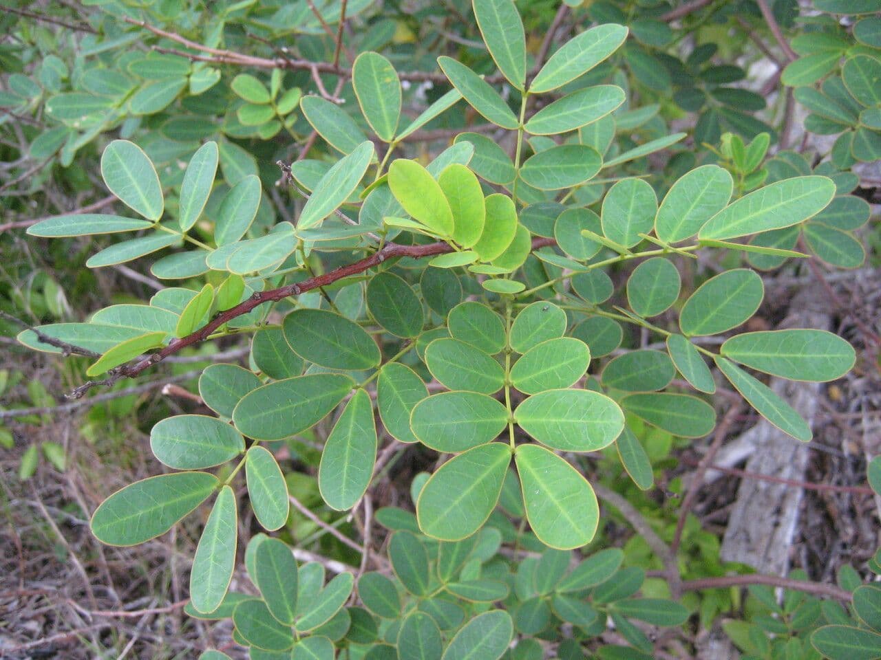 Senna pendula 12