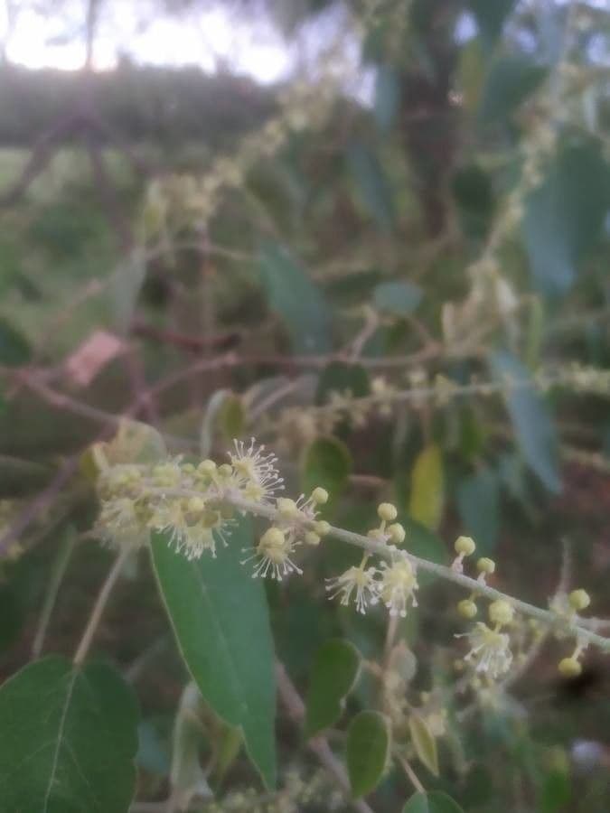 Croton 5