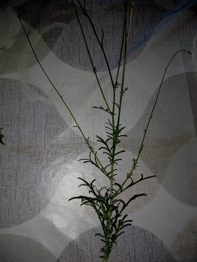 Crupina comune 6