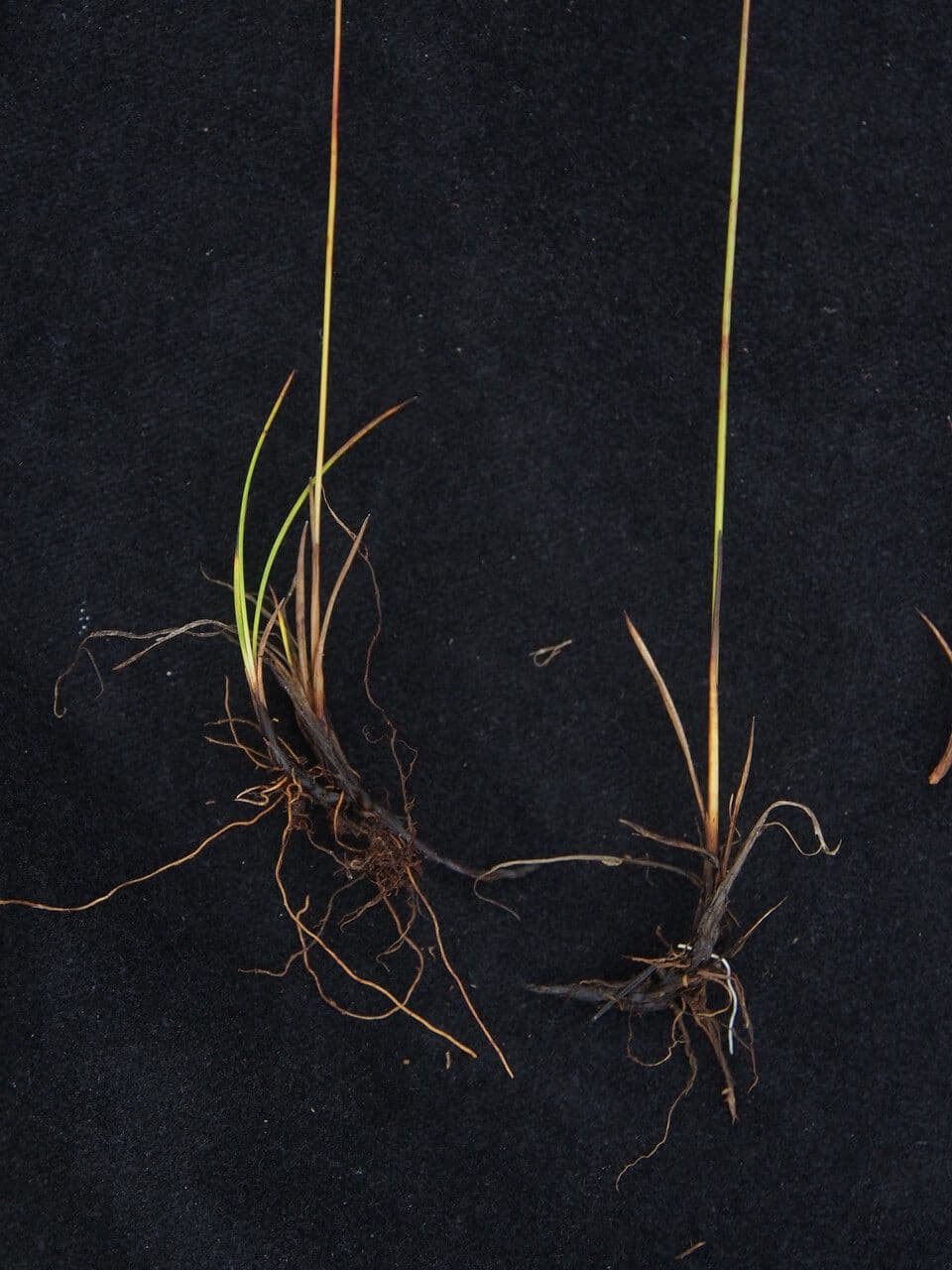 Juncus 6